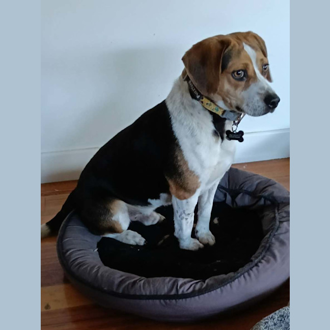 Photo of Burnie