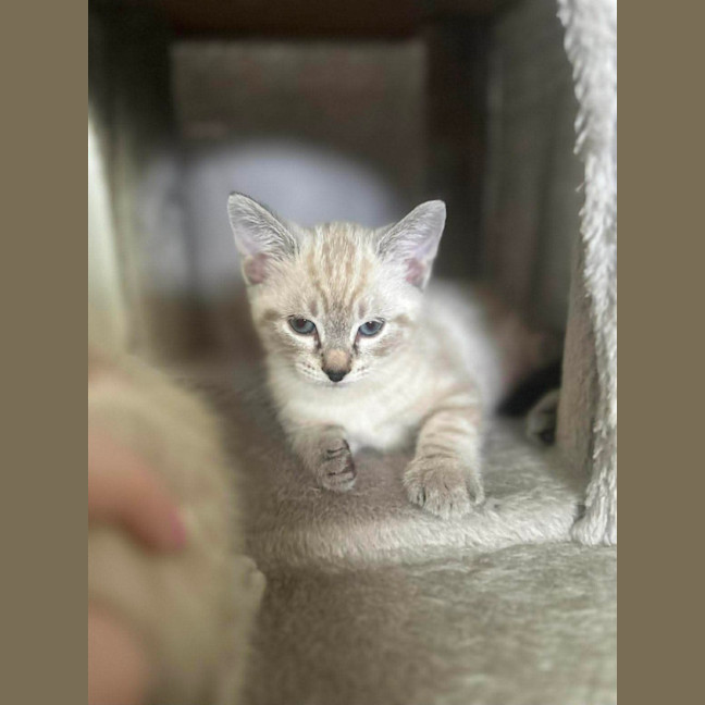 Photo of Marble