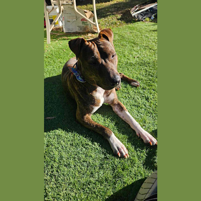 Photo of Duke 
