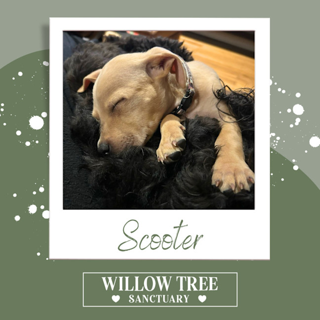 Photo of Scooter
