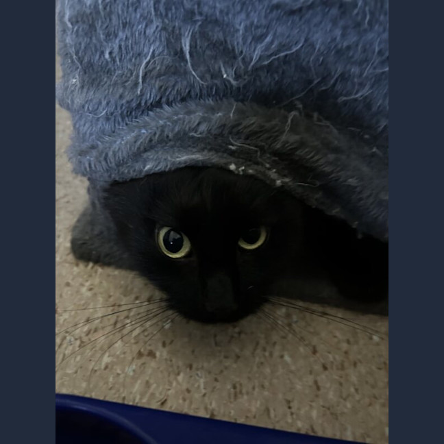 Photo of Nova