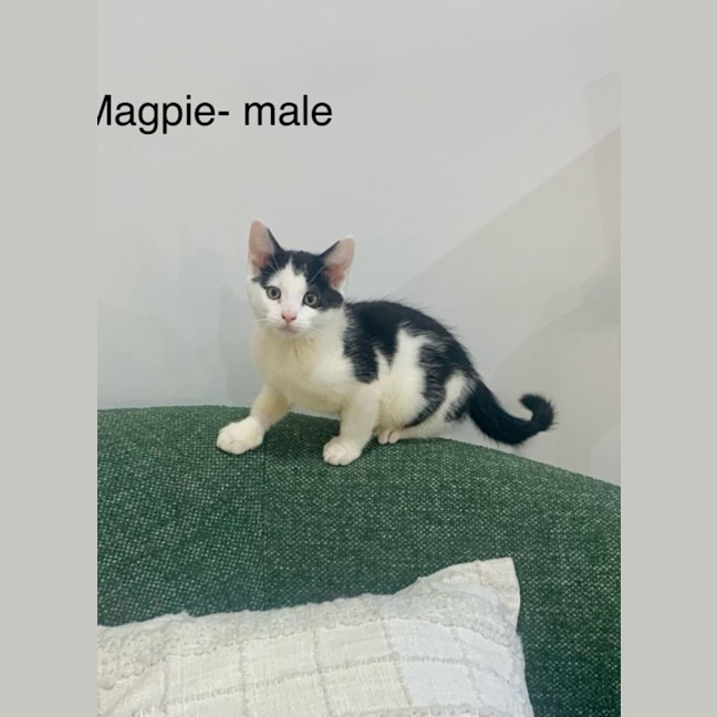 Photo of Magpie Meet Me@Petstock Clyde North Store