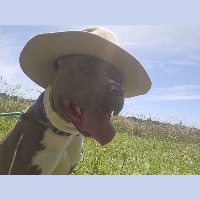 Photo of Chino
