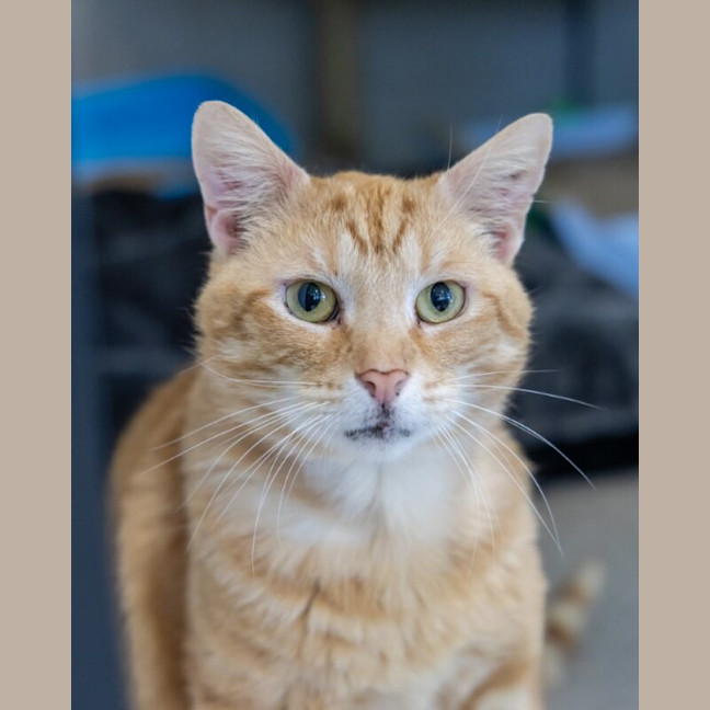 Photo of Timber