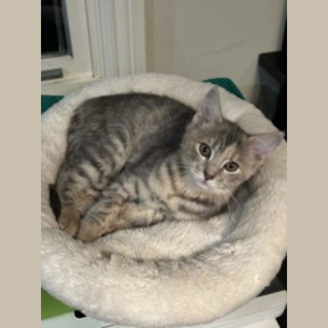 Photo of Pearl
