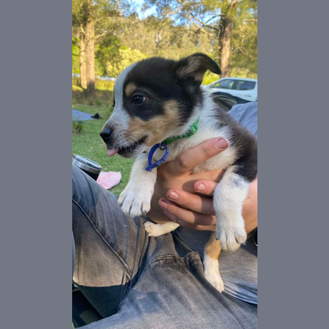 Photo of Clover   8 Week Old Kelpie X (Trial)