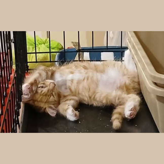 Photo of Tommyt
