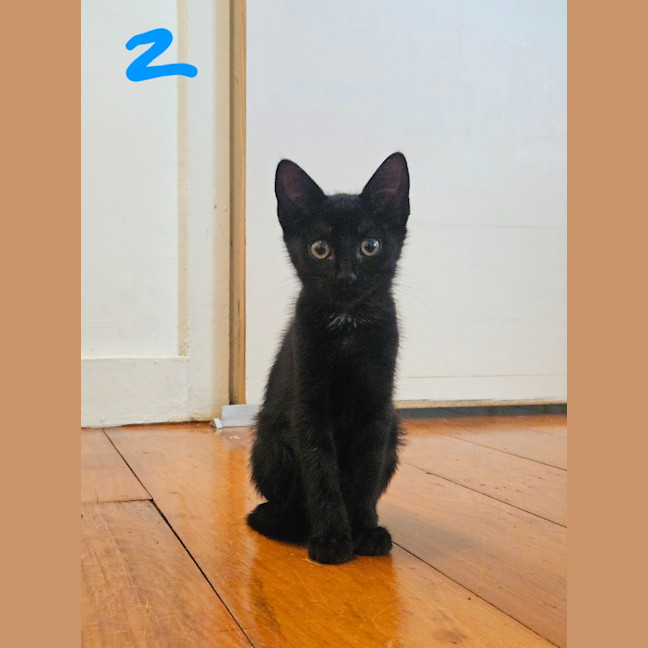 Photo of Purrcival