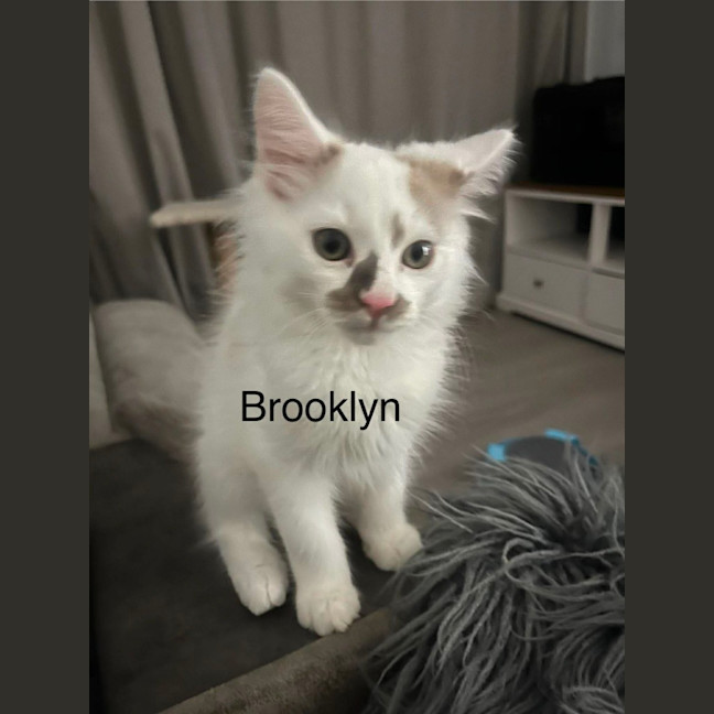 Photo of Brooklyn