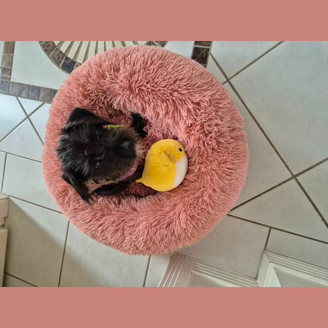 Photo of Dinky