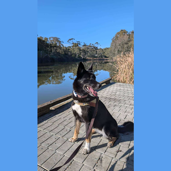 Photo of Black Forest