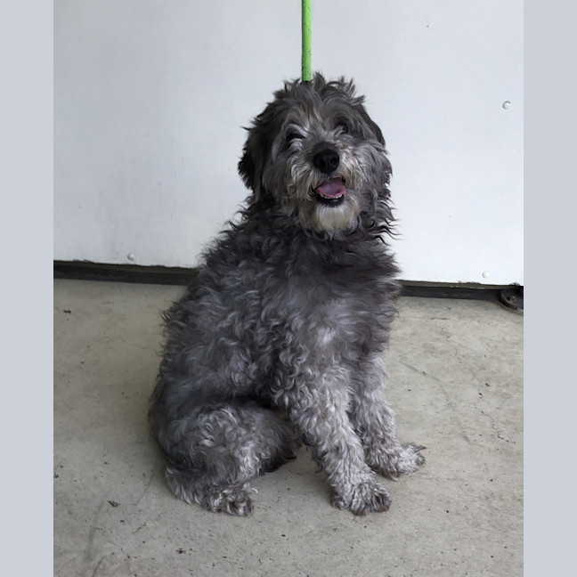 Photo of Stanley Poochi