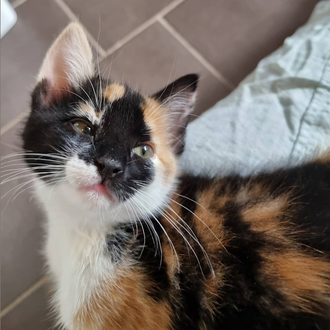 Photo of Little Sis Muffet