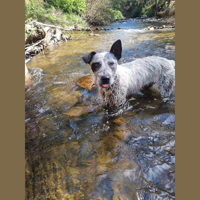 Photo of Scruffy