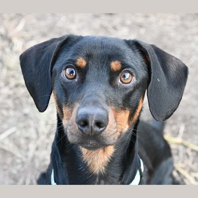 Photo of Dobby