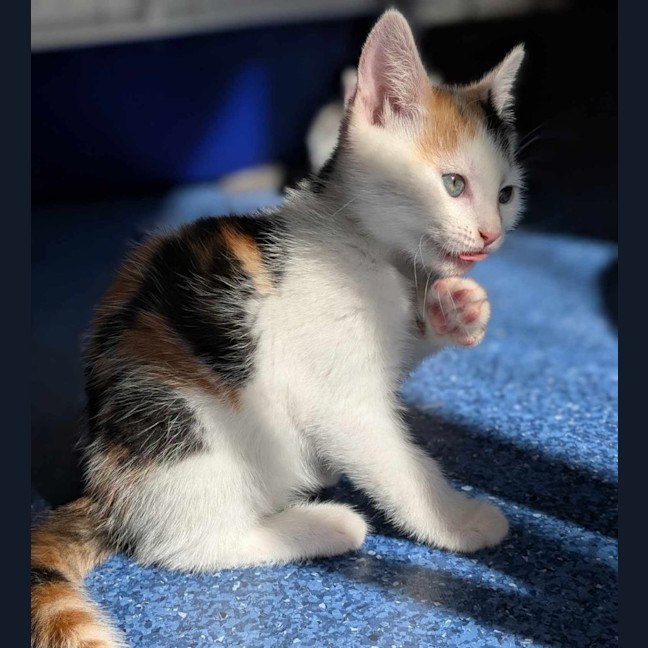 Photo of Adriana   Located In Pascoe Vale South 