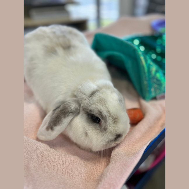 Photo of Cabbage (Bonded To Capsicum)