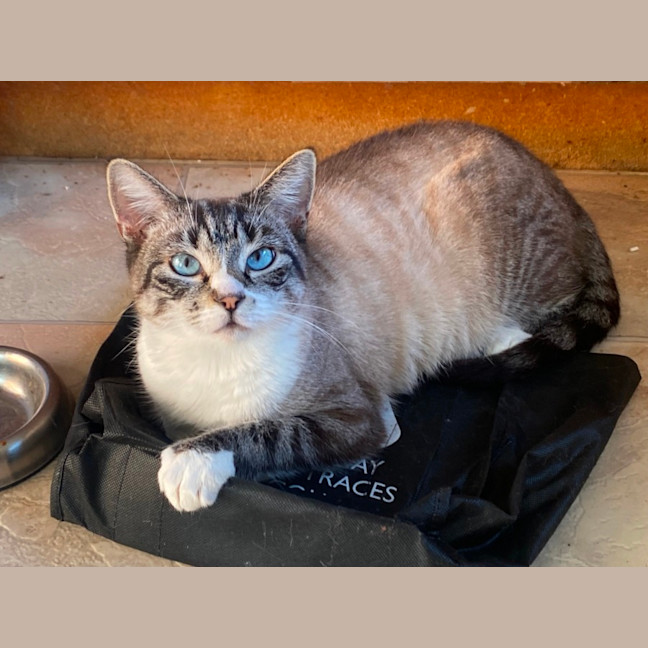 Photo of Missy