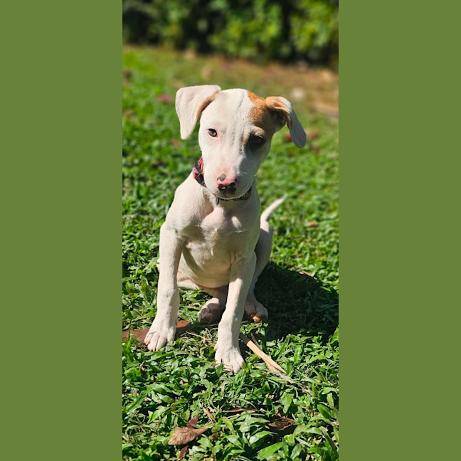 Photo of Chilli