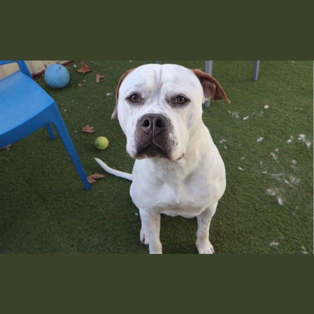Photo of Patch