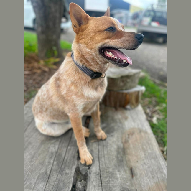 Codger - Medium Male Australian Cattle Dog Mix Dog in VIC - PetRescue