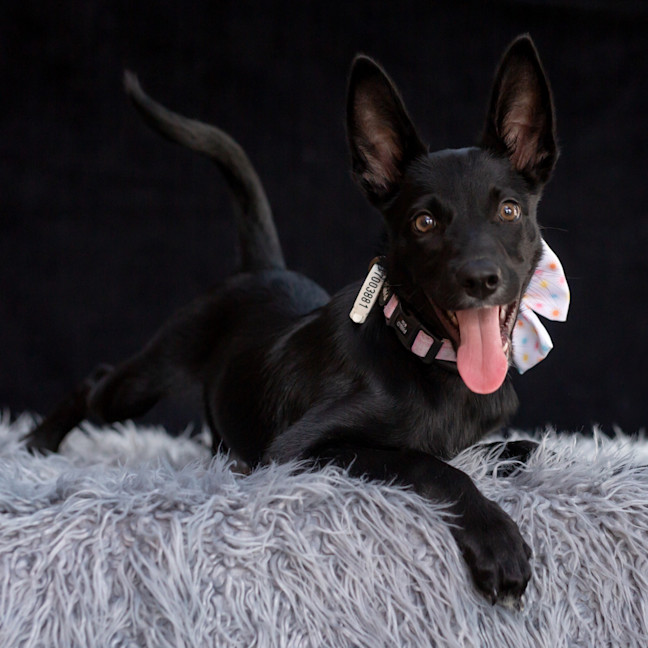 Photo of Nyx