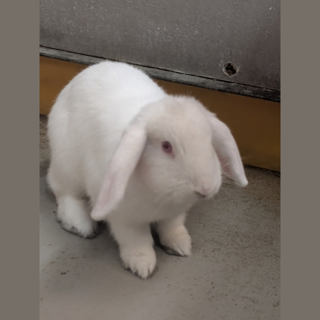 Photo of Missy Moo