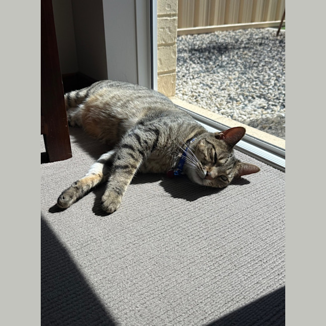 Photo of Archie