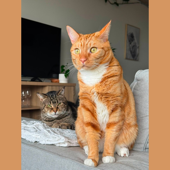 Photo of Kimchi & Bruno
