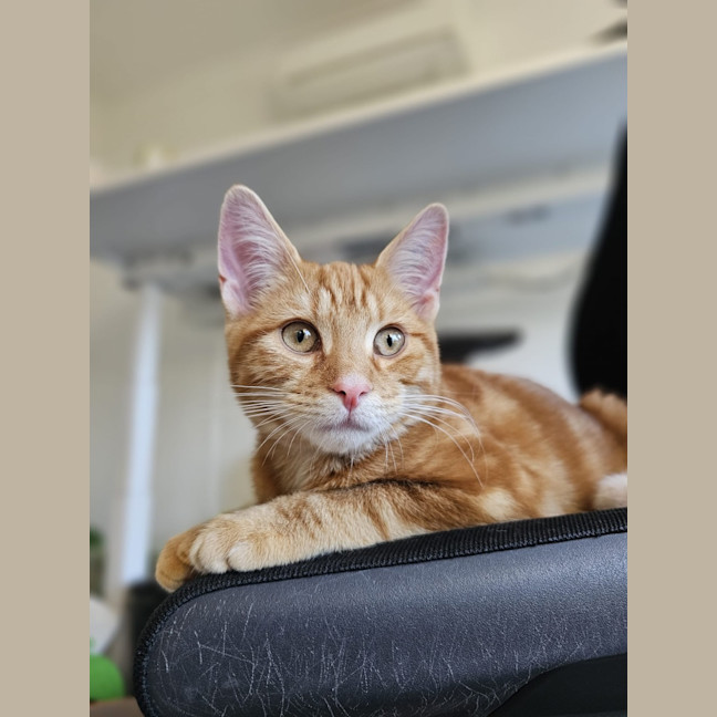 Photo of Splat
