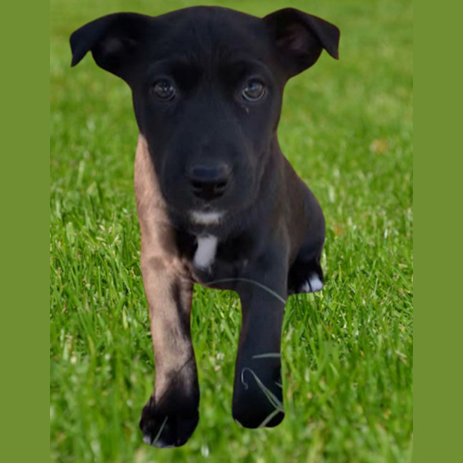 Photo of Tina ~ 8 Week Old Border Collie X Puppy