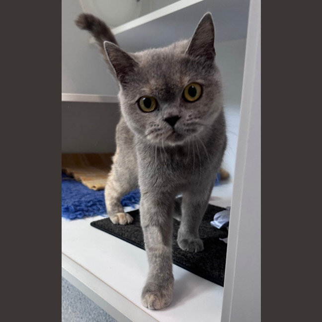 Photo of Violet
