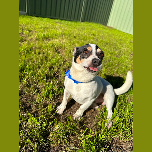 Photo of Mickey   6 Year Old Mini Fox Terrier
