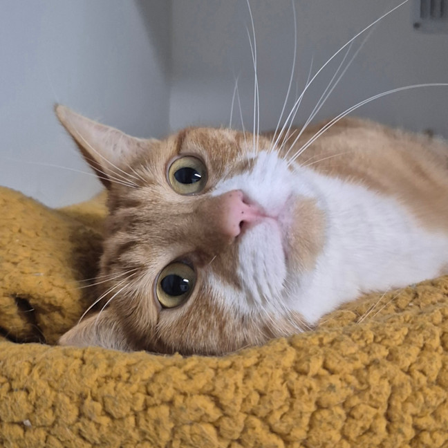 Photo of Dexter
