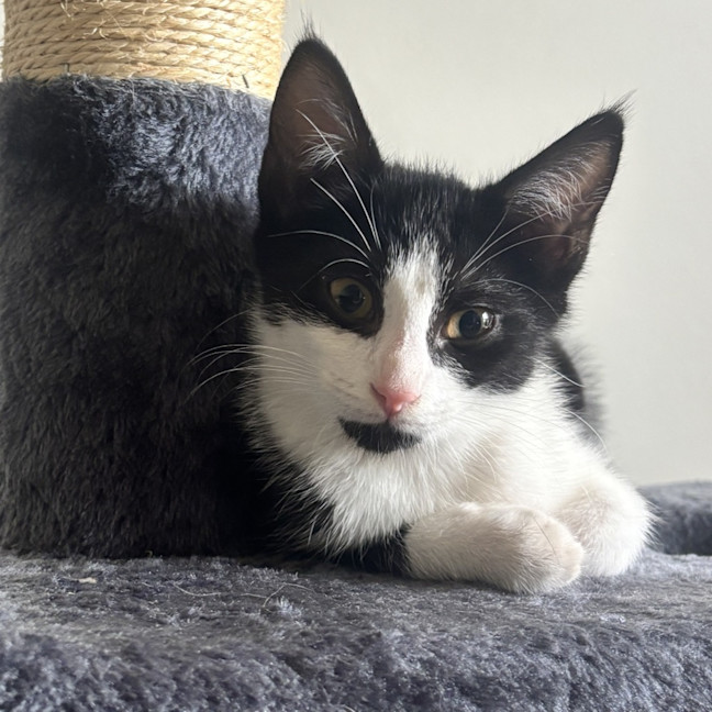 Photo of Cappuccino