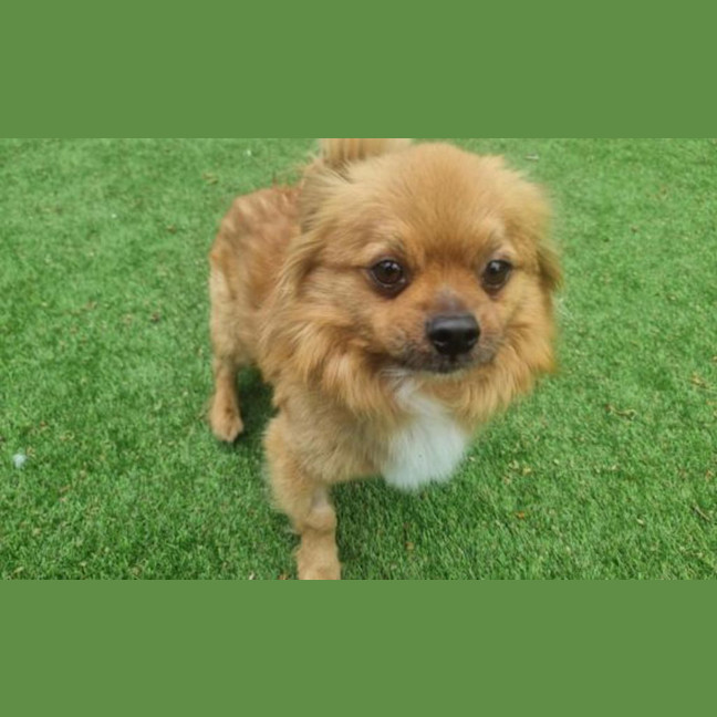 Photo of Simba