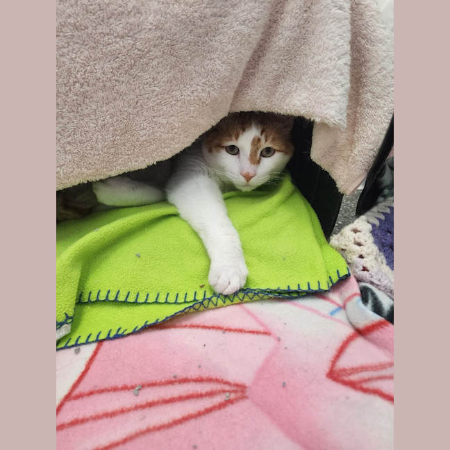 Photo of Chu Chu And Gizmo