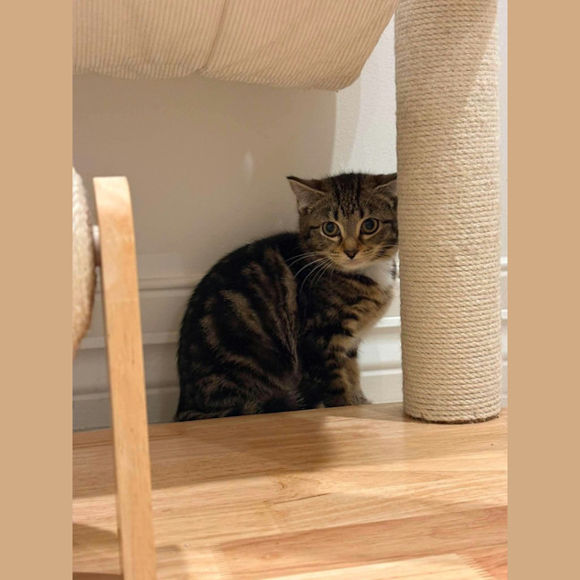 Photo of Suki