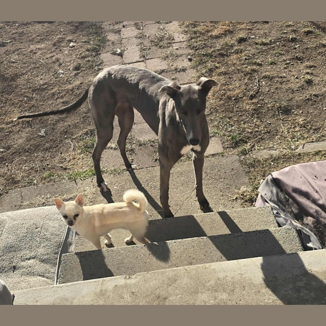 Photo of Sky The Greyhound 