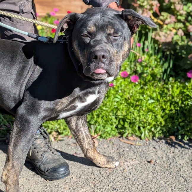 Photo of Toothless