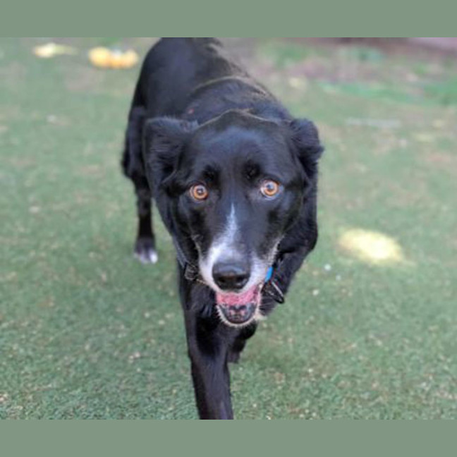 Photo of Piper