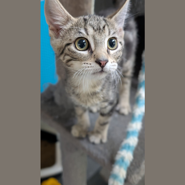 Photo of Barley Sugar