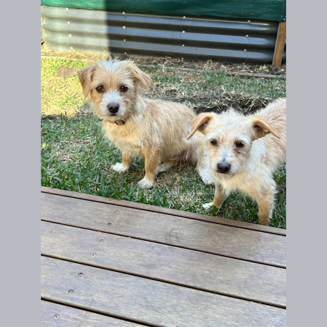 Photo of Baklava & Eclair 