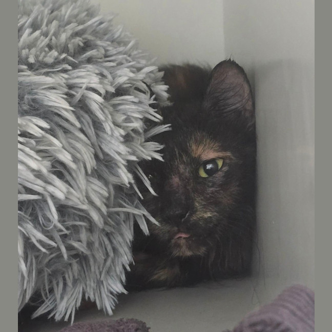 Photo of Ophelia