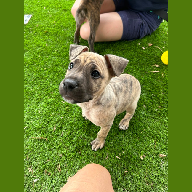 Photo of Buddy