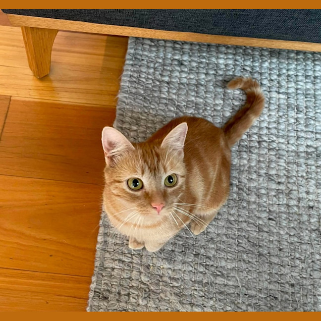Photo of Mango   In Foster Care In Macleod