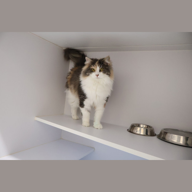 Photo of Gracie