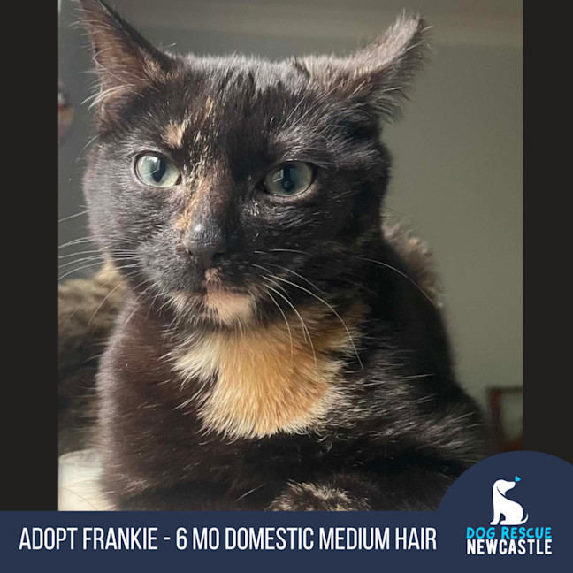 Photo of Frankie   6 Month Old Domestic Medium Hair