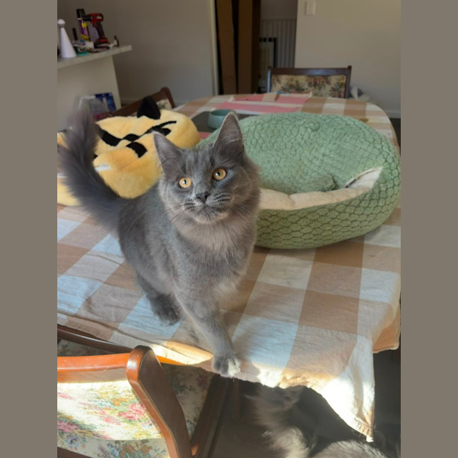 Photo of Peppercorn