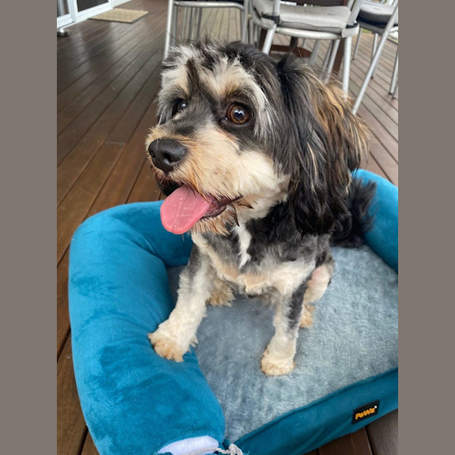 Photo of Oakley   Special Needs